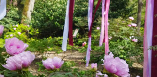 «Таинственный Сад», пионы с историей в 1500 лет: выставка китайских гибридов в Никитском саду открывается завтра, 25 апреля 2026 "Таинственный Сад", пионы с историей в 1500 лет: выставка китайских гибридов в Никитском саду открывается завтра, 25 апреля 2026