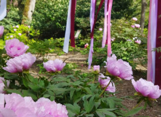 "Таинственный Сад", пионы с историей в 1500 лет: выставка китайских гибридов в Никитском саду открывается завтра, 25 апреля 2026