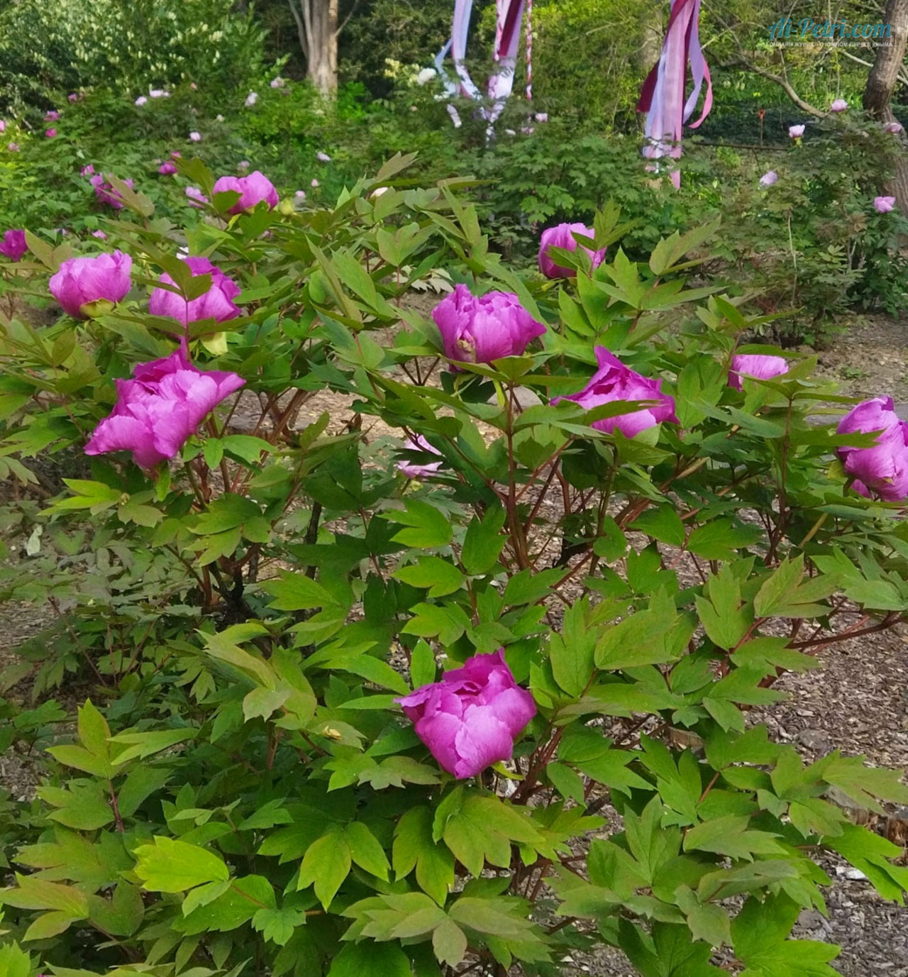 Выставка древовидных пионов в Таинственном  саду в Никитском ботаническом саду