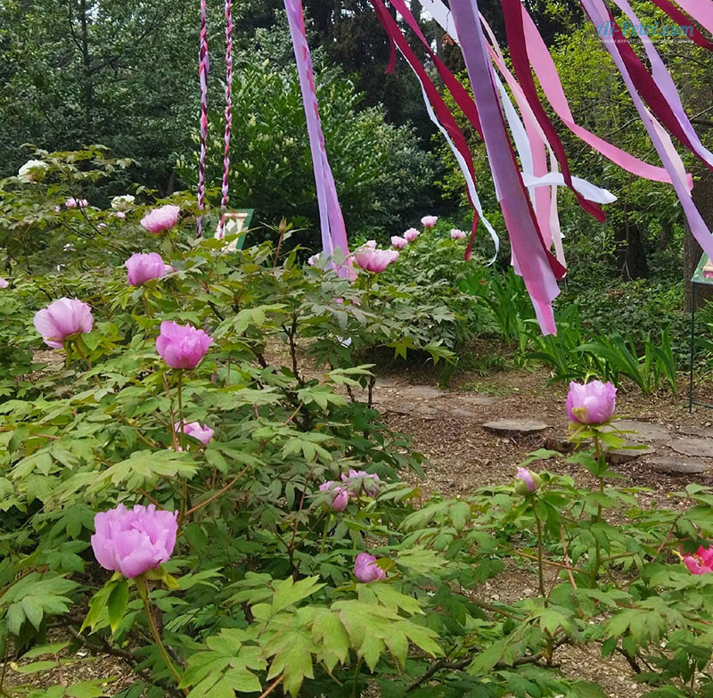 Выставка древовидных пионов в Таинственном  саду в Никитском ботаническом саду