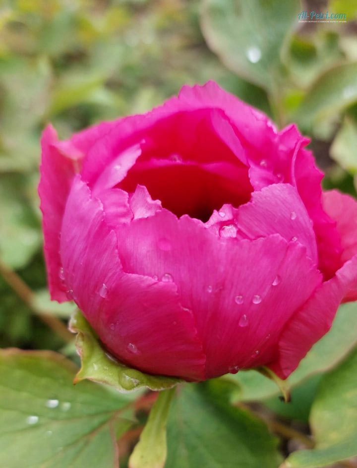 Выставка древовидных пионов в Таинственном  саду в Никитском ботаническом саду