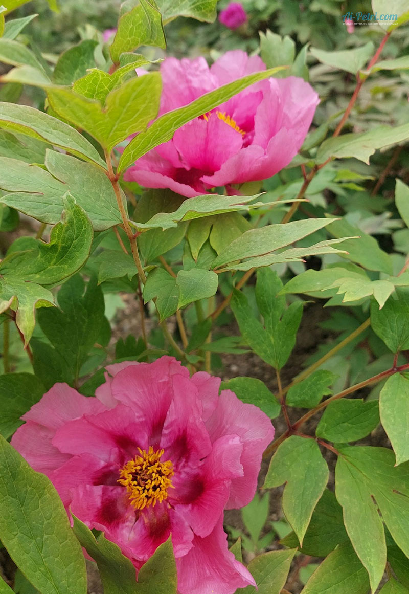 Выставка древовидных пионов в Таинственном  саду в Никитском ботаническом саду