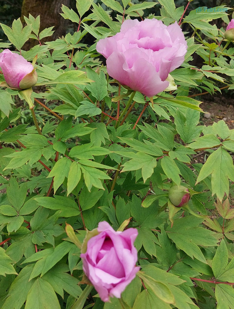 Выставка древовидных пионов в Таинственном  саду в Никитском ботаническом саду