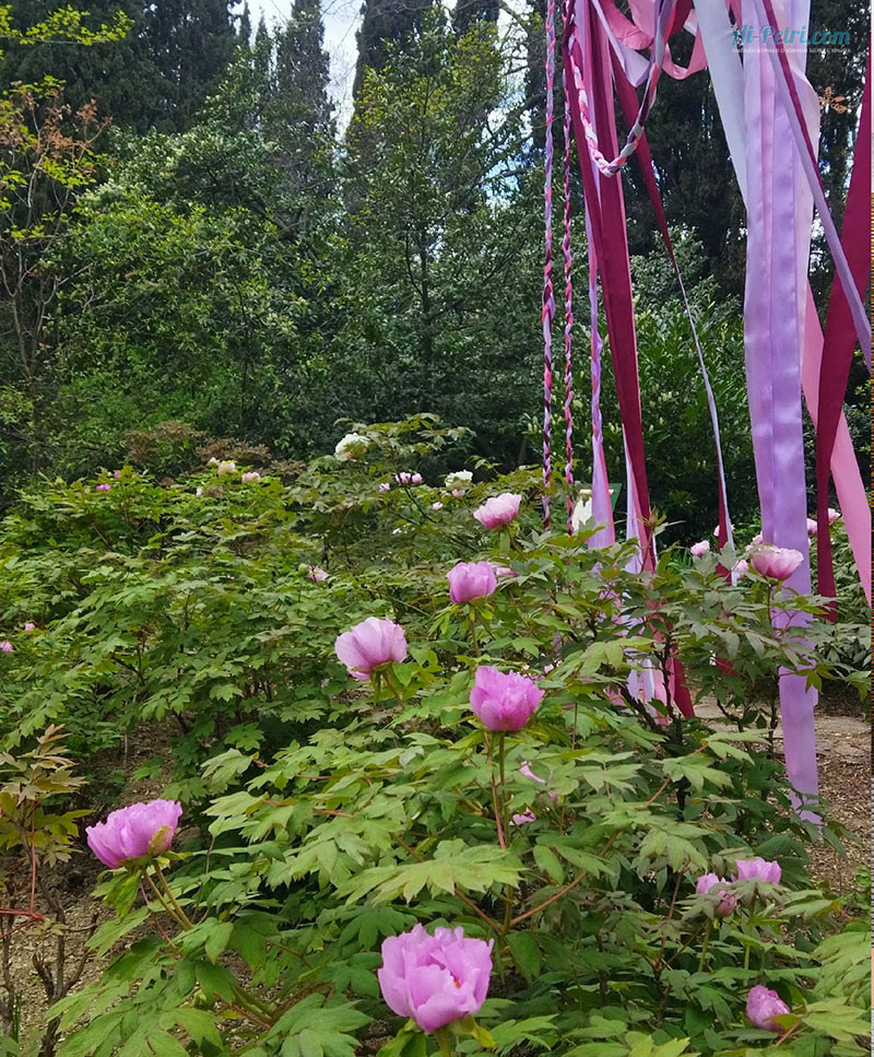 Выставка древовидных пионов в Таинственном  саду в Никитском ботаническом саду