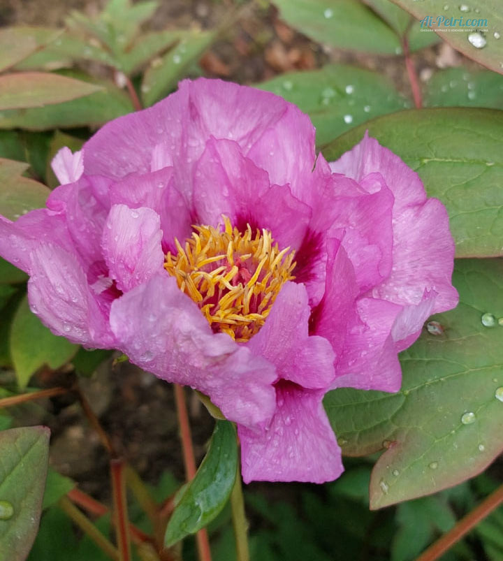 Выставка древовидных пионов в Таинственном  саду в Никитском ботаническом саду