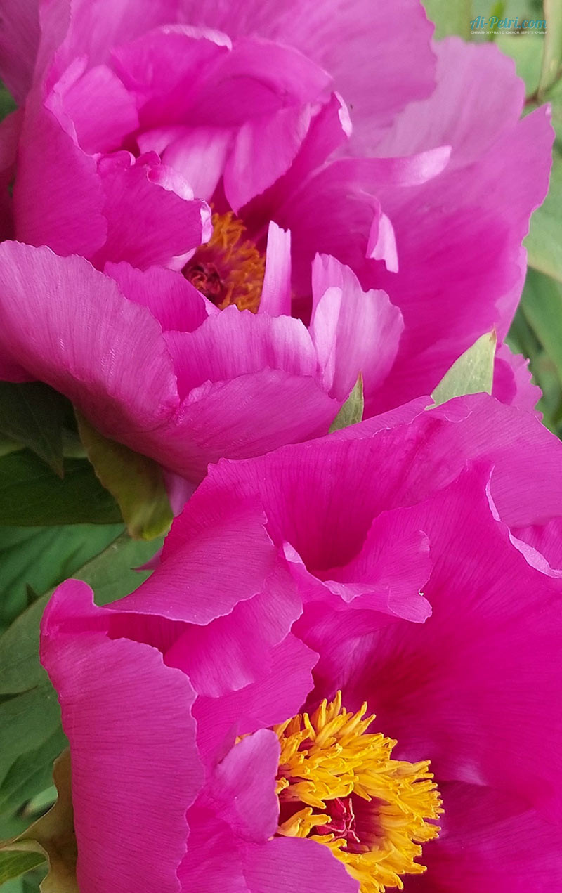 Выставка древовидных пионов в Таинственном  саду в Никитском ботаническом саду