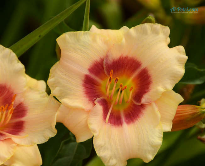 Биоморфологические особенности Hemerocallis hybrida hort. коллекции Никитского ботанического сада